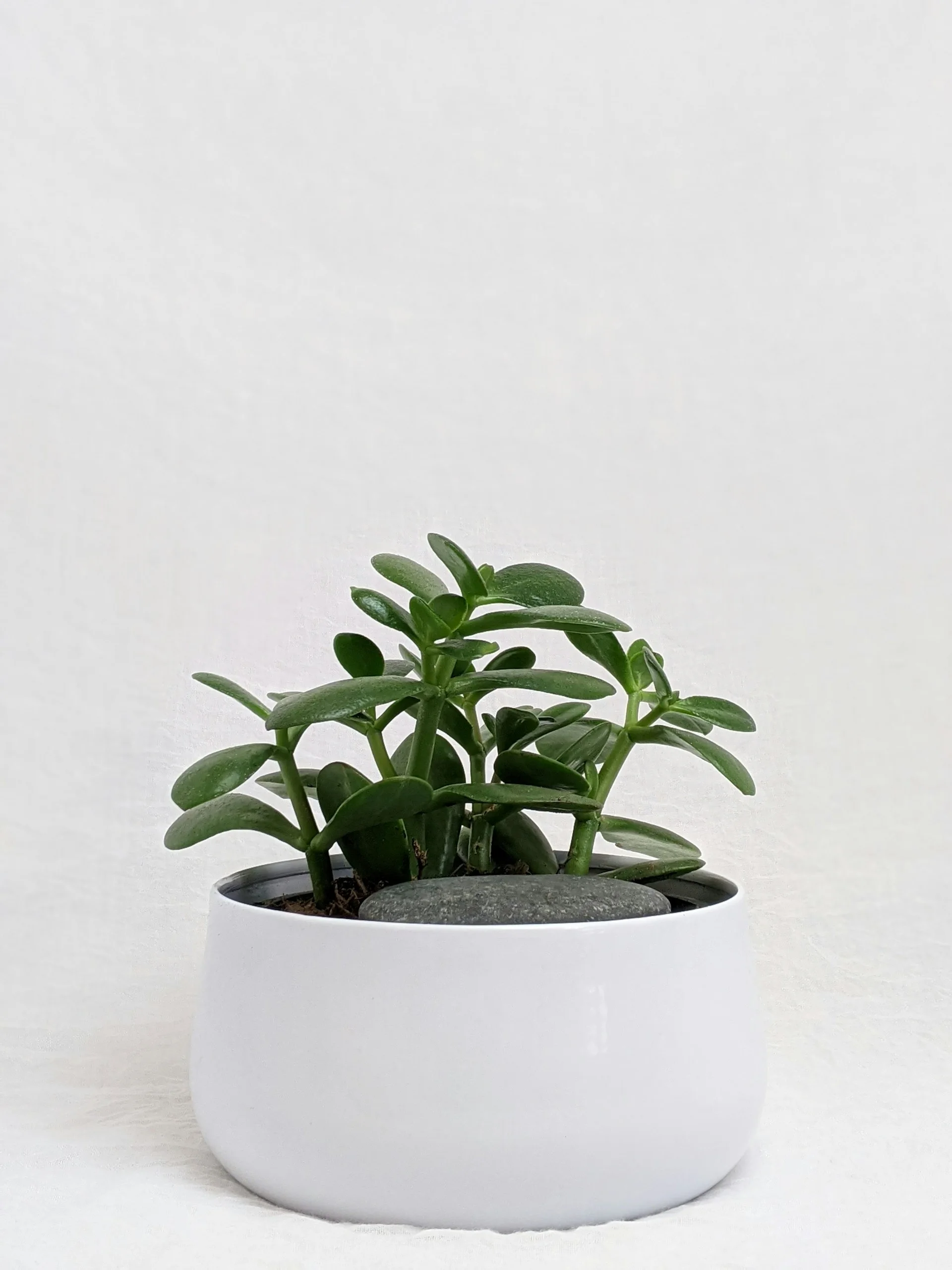 Green houseplant in a white ceramic pot